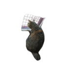 我が家の猫様①（個別スタンプ：36）