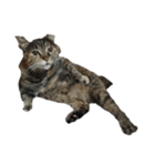 我が家の猫様①（個別スタンプ：37）