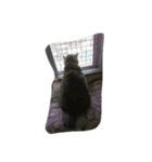 我が家の猫様①（個別スタンプ：39）