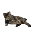 我が家の猫様①（個別スタンプ：40）