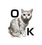 はなこさん。猫（個別スタンプ：1）