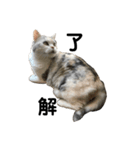 はなこさん。猫（個別スタンプ：2）