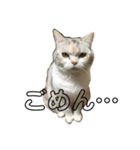はなこさん。猫（個別スタンプ：3）