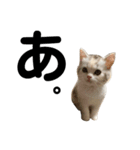 はなこさん。猫（個別スタンプ：5）