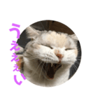 はなこさん。猫（個別スタンプ：6）