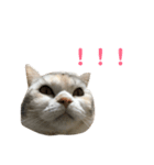 はなこさん。猫（個別スタンプ：8）