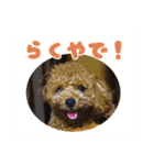 げんじろうスタンプ（個別スタンプ：8）