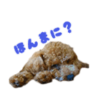 げんじろうスタンプ（個別スタンプ：29）