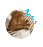 げんじろうスタンプ（個別スタンプ：33）
