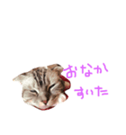 でいごと申します。（個別スタンプ：1）