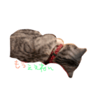 でいごと申します。（個別スタンプ：5）