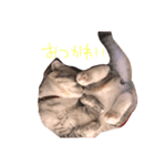 でいごと申します。（個別スタンプ：6）