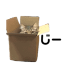 まるとすずのスタンプ1（個別スタンプ：12）