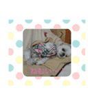 シーズー 桃（個別スタンプ：4）