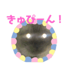 シャム猫チョコちゃんスタンプ（個別スタンプ：5）