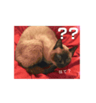 シャム猫チョコちゃんスタンプ（個別スタンプ：6）