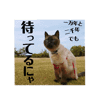 シャム猫チョコちゃんスタンプ（個別スタンプ：14）