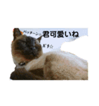 シャム猫チョコちゃんスタンプ（個別スタンプ：15）