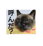 シャム猫チョコちゃんスタンプ（個別スタンプ：17）