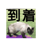 シャム猫チョコちゃんスタンプ（個別スタンプ：18）