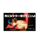 シャム猫チョコちゃんスタンプ（個別スタンプ：21）