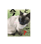 シャム猫チョコちゃんスタンプ（個別スタンプ：23）