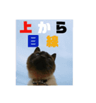 シャム猫チョコちゃんスタンプ（個別スタンプ：24）