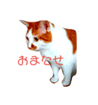 なおけのねこども（個別スタンプ：1）