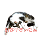 なおけのねこども（個別スタンプ：2）