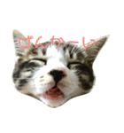 なおけのねこども（個別スタンプ：3）
