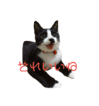 なおけのねこども（個別スタンプ：4）