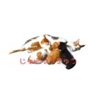 なおけのねこども（個別スタンプ：5）
