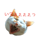 なおけのねこども（個別スタンプ：7）