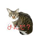 なおけのねこども（個別スタンプ：8）