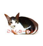 なおけのねこども（個別スタンプ：9）