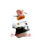 なおけのねこども（個別スタンプ：11）