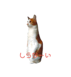 なおけのねこども（個別スタンプ：12）