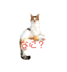 なおけのねこども（個別スタンプ：13）