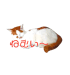 なおけのねこども（個別スタンプ：14）