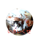 なおけのねこども（個別スタンプ：15）