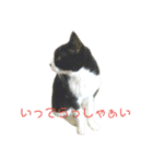 なおけのねこども（個別スタンプ：16）
