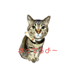 なおけのねこども（個別スタンプ：17）