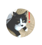 なおけのねこども（個別スタンプ：18）