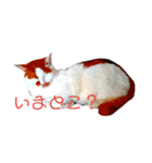 なおけのねこども（個別スタンプ：19）