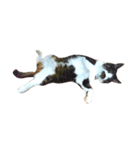 なおけのねこども（個別スタンプ：22）