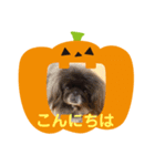 ペキニーズ☆ハロウィン（個別スタンプ：1）