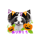 ペキニーズ☆ハロウィン（個別スタンプ：3）
