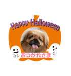 ペキニーズ☆ハロウィン（個別スタンプ：4）