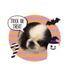 ペキニーズ☆ハロウィン（個別スタンプ：5）