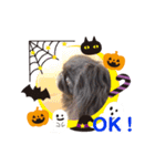 ペキニーズ☆ハロウィン（個別スタンプ：6）